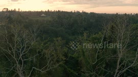 Bali Drone Jungle Sunrise