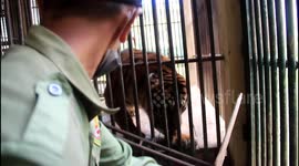 This is how to feed the Sumatran tiger in the Bukittinggi zoo Indonesia