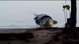 World's riskiest reward for removing tyre from crocodile's neck in Indonesia