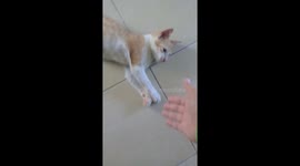 The cat owner shook hands with the cat before leaving.