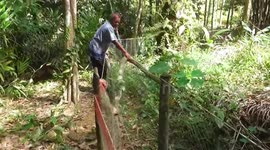 Two mating king cobras untangled after getting stuck in fence in Thailand