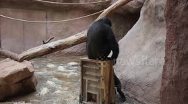 Two young gorillas caught playfighting
