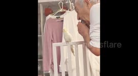Grandpa plays the harmonica for his granddaughter's pet cockatiel as the bird happily sings along