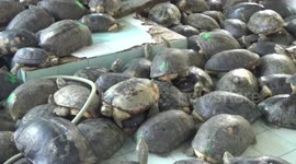 Hundreds of turtles kept in cramped, dry pools at Thai Buddhist temple