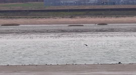 Sperm whale spotted in Kent is still alive and swimming near the Thames Estuary