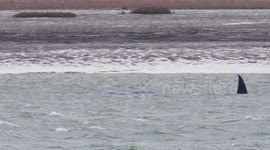 Stranded sperm whale, Harty, Kent, UK