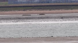 Stranded sperm whale water spouts in Swale estuary off of Harty, Sheppey, Kent, UK