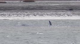 Sperm whale spotted in Kent is still alive and swimming near the Thames Estuary