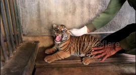 This is  two sumatran tiger babies was born a mount ago