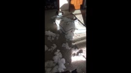 Three-legged Siberian husky destroys bed while US mum is at work