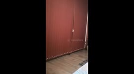 Cheeky cat peeks through curtains to 'wave' at owner