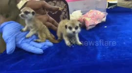 Huge selection of exotic species recovered from smugglers by south Indian customs officers