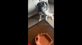 Siberian husky eats bowl of Reese  cups