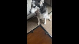 Tri-pawed Siberian husky eats bowl of Reese cups