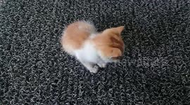 Kittens are sleeping because of drowsiness.
