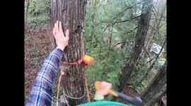 This is why every tree trimmer should wear a helmet