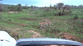 A rare sighting of an elusive Leopard during daytime in the Kruger National Park crossing the road right in front of the vehicle.