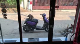 Neighbour's cat caught scratching motorcycle seat