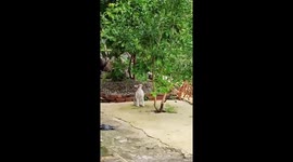 Funny moment cat leaps to catch butterfly but falls in gutter