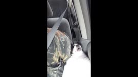 Two pet dogs sleep awkwardly on car journey