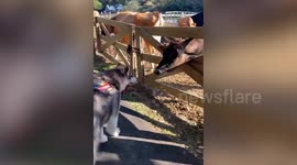 Husky gets a fright when cow kisses him