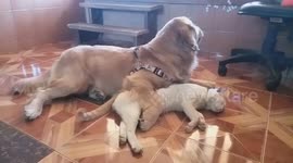 Golden retriever spoons cat best friend