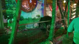 Black Ostrich Hold In Wedding Palace In Egypt