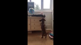 Sausage dog wants cat to play so she pulled him off the side.