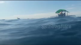 One local tourist is swimming with a docile whale shark in Gorontalo, Indonesia