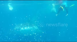 Two tourist swam with a whale shark while giving food