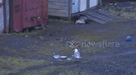 A seagull takes food from a dog
