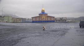 Dog waits a bus in Arctic