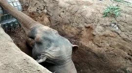 Baby elephant becomes stranded down well in east India and gets dug free by JCB