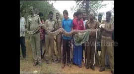 Massive python caught by forest department is worshipped by Indian villagers