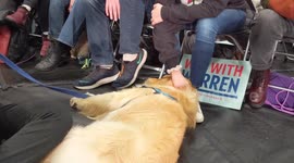 Elizabeth Warren's dog Bailey a hit with Iowa Democrats