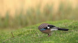 Busy Jay Eagerly Collects Peanuts During A Cold Winter Day