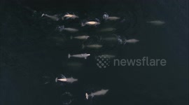 Huge pod of Beluga whales filmed off coast of Svalbard