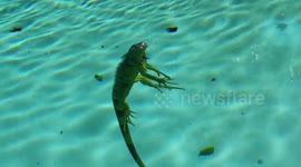 Iguana Goes for a Swim in Miami Beach, Florida Swimming Pool