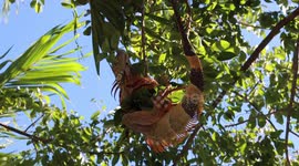 Frozen Iguana holds on to branch after falling while tourist helps him get back into tree
