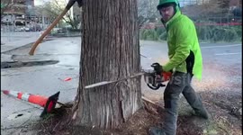Arborist Felling Cedar tree for construction site