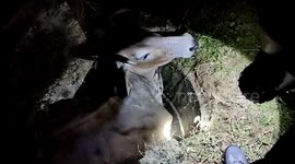 Firefighters free trapped cow from well in east India