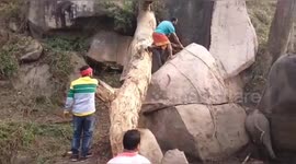 Mother elephant chases after men who rescued her baby trapped between rocks in northeast India