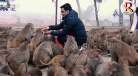 Indian businessman dubbed 'monkey lover' as he feeds the animals every week