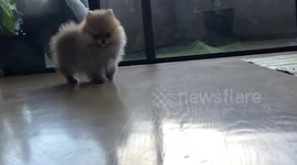 Puppy marching like soldier