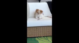 Adorable Dog tilts head