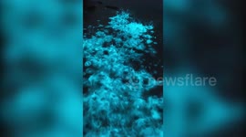 Photographer captures mesmerising bioluminescent algae on Australian beach