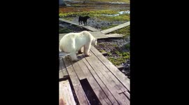 A polar bear tries to sit down on a chair
