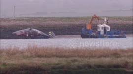 Officials to recover carcass of sperm whale stranded in the Thames Estuary