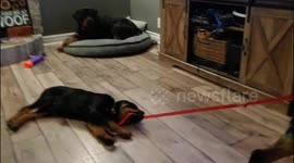Why wait for the humans to walk you when you can walk eachother?!