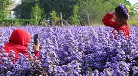 Tourists enjoy breathtaking fields of purple Margaret flowers in Thailand